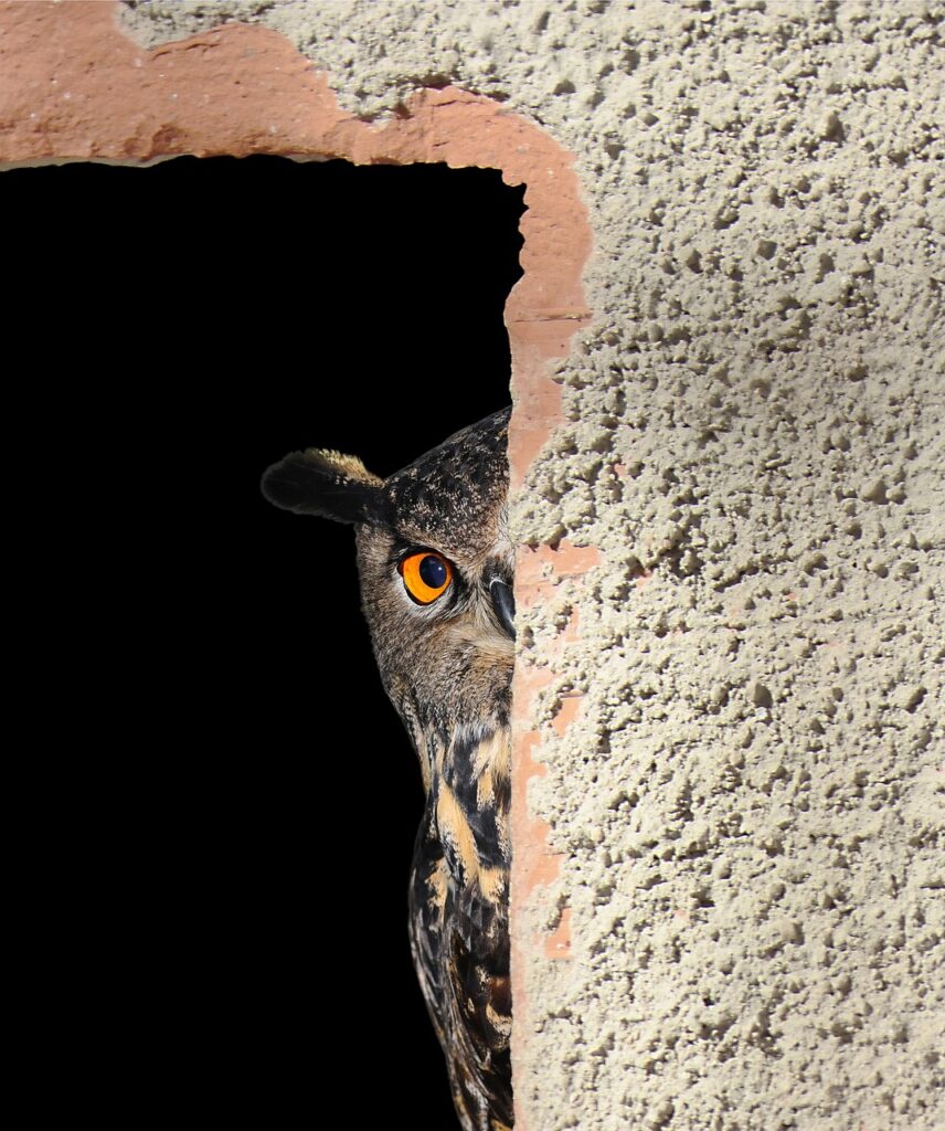 owl, hiding, peeking